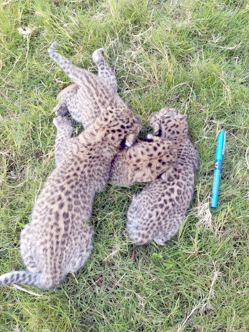 Three cubs of Guldar found in the farm of Salaba village
