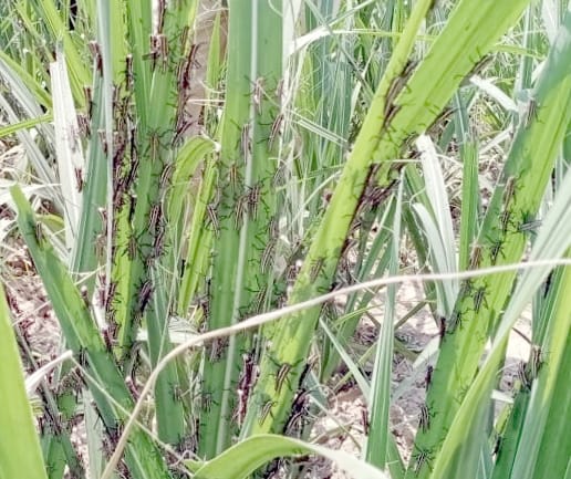 A flock of native grasshoppers in a farm in Chamroonavada