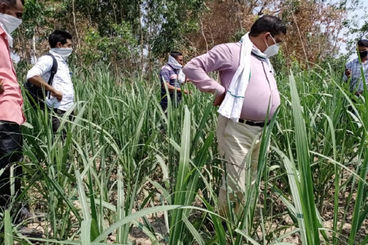 Bijnor Uttar Pradesh Latest News in Hindi, Locust team has been found in a farm in Bijnor