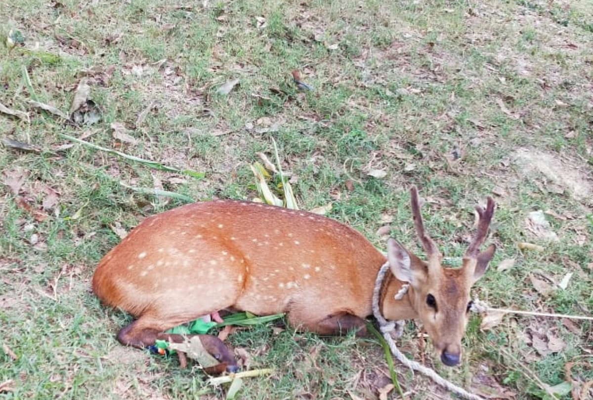 villagers caught deer in Gorakhpur