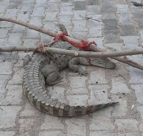 while fishing people got corcodile