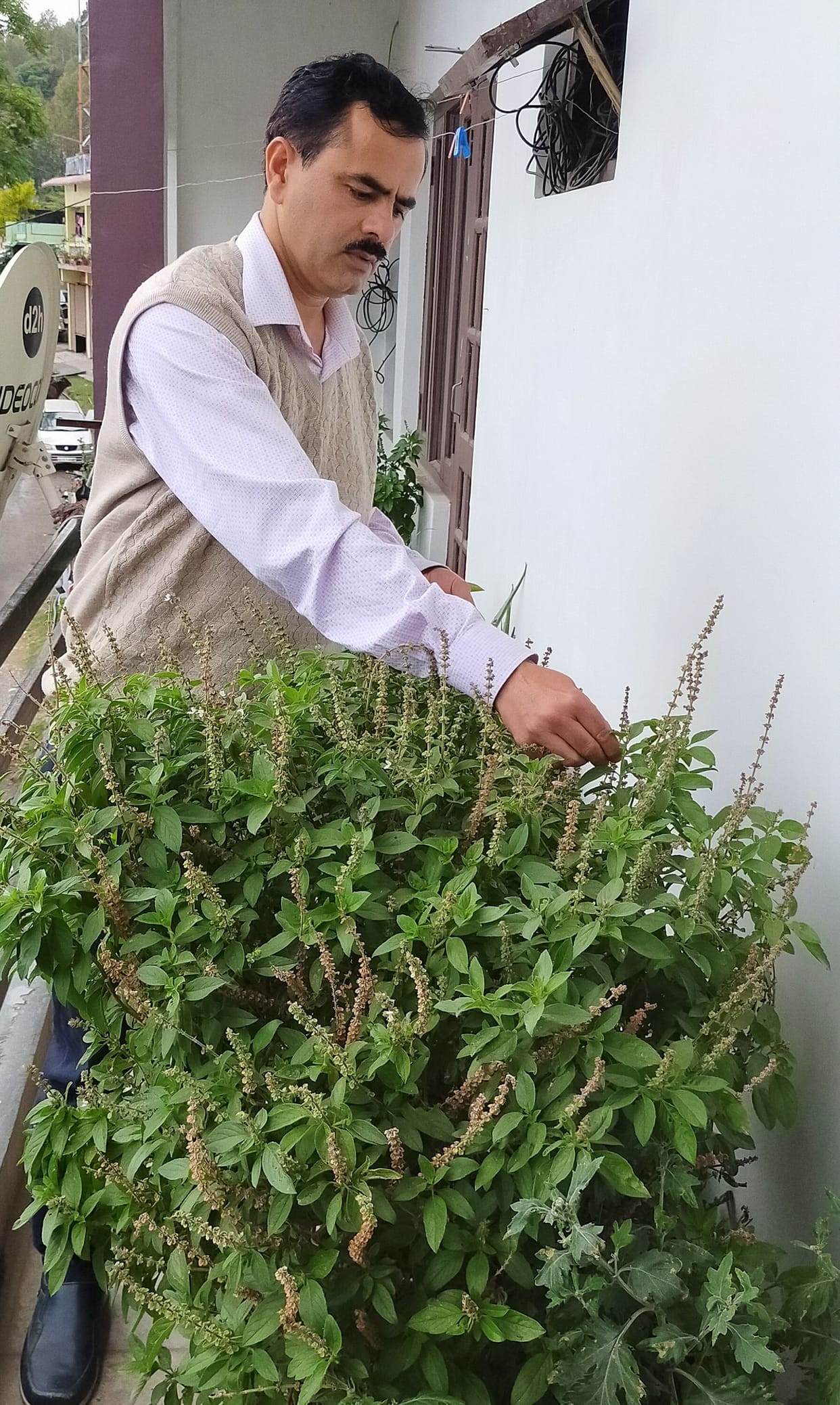 Cultivate tulsi in barren fields