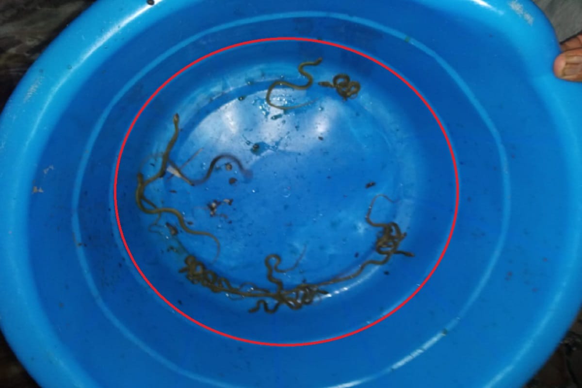 UP News, 40 children of snakes have been found in a house in Pavali Khurd village in Meerut