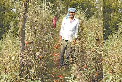 Lockdown badly effected vegetable producing farmers says amar ujala ground report on agriculture