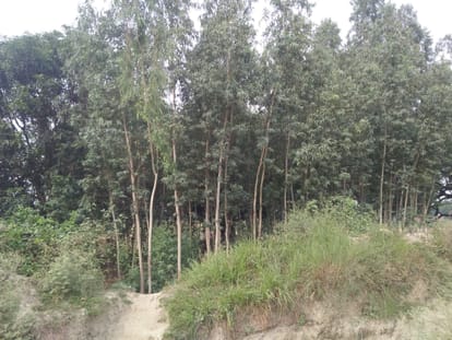 Ambika massacre (1): First struck unconscious by hitting his head, then sprayed petrol in a tree and burnt Ambika alive