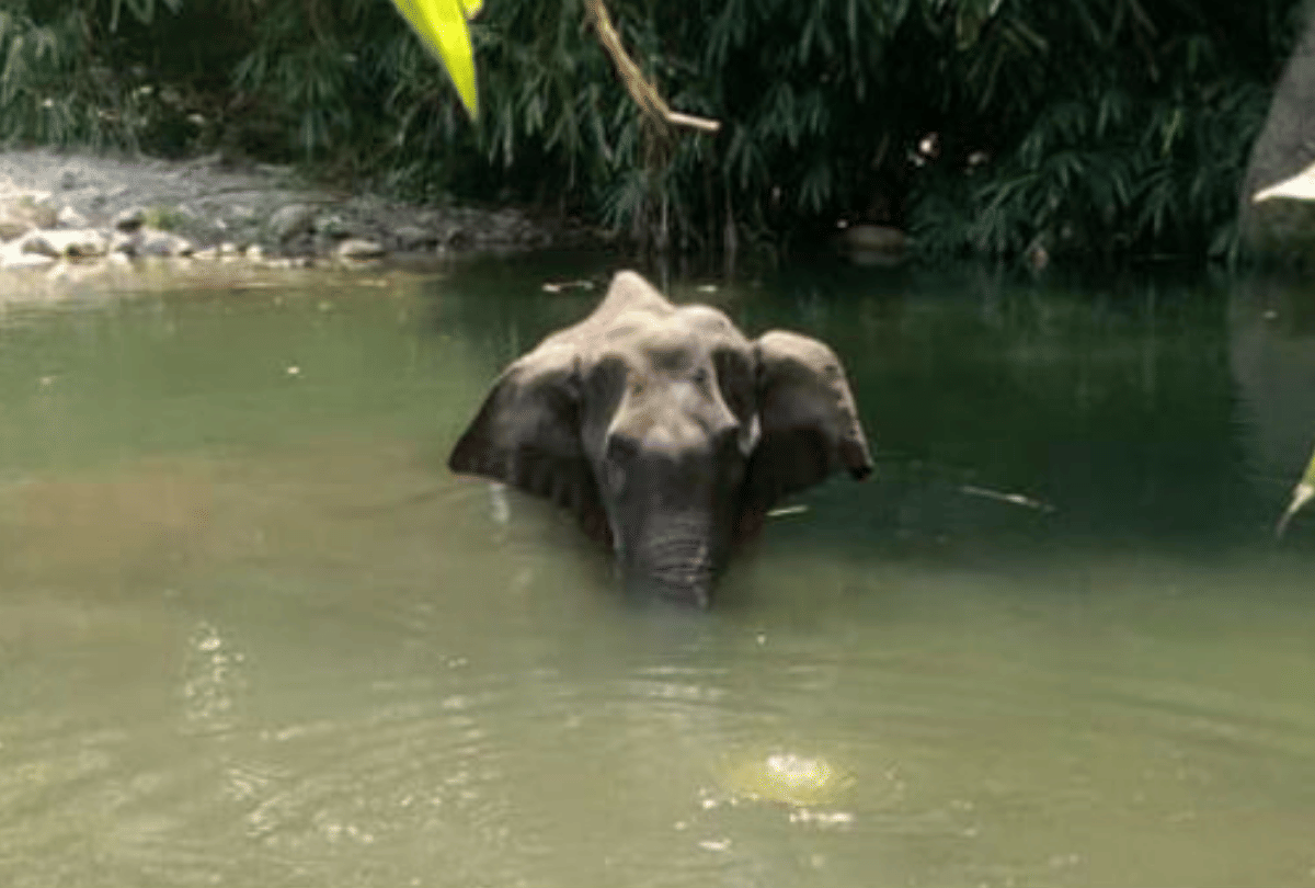 world environment day 2020 theme history and importance of environment and nature