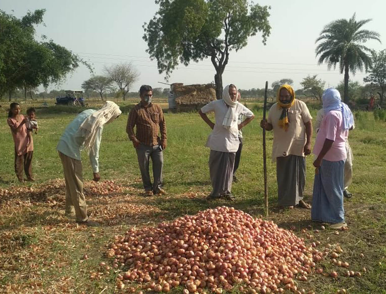 Now onion production also burns