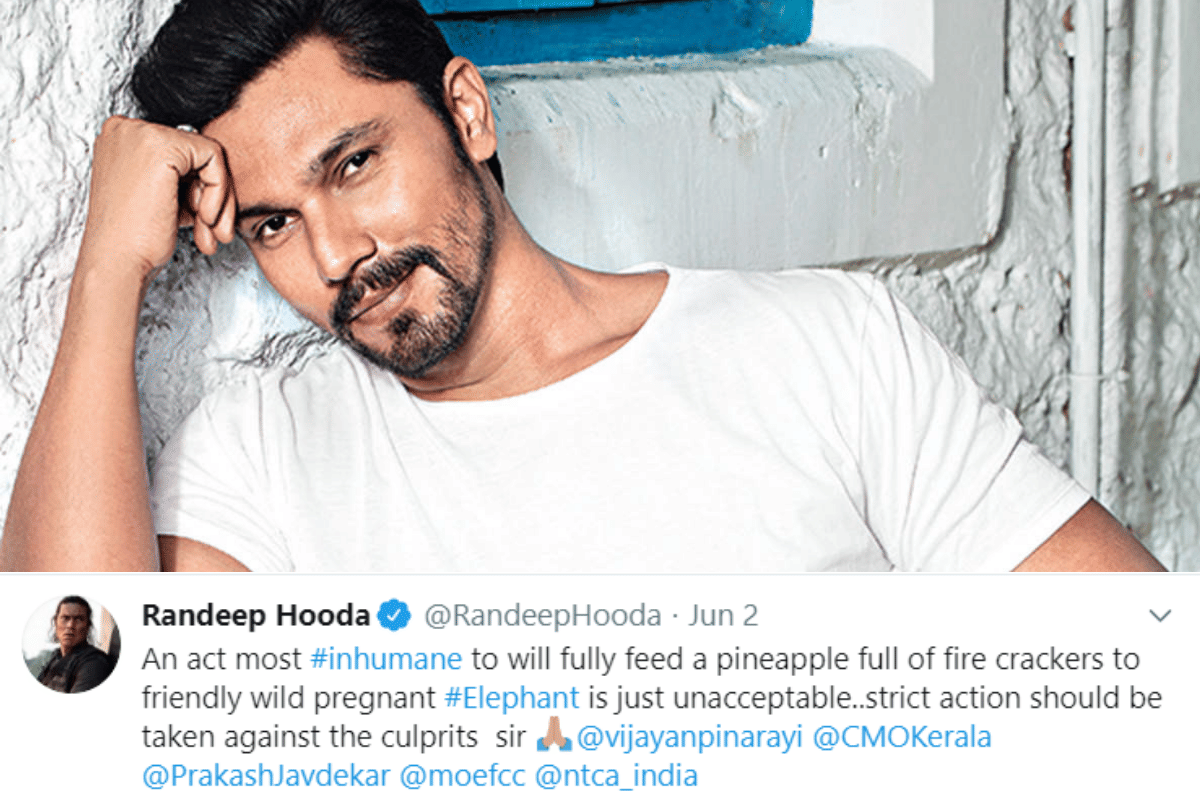 Bollywood stars reaction on Pregnant elephant killed after eating pineapple filled with firecrackers