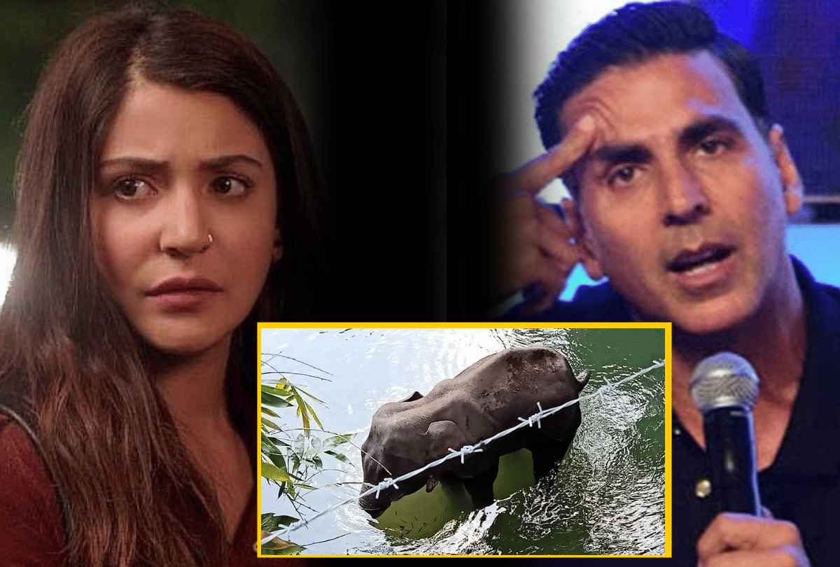 Bollywood stars reaction on Pregnant elephant killed after eating pineapple filled with firecrackers