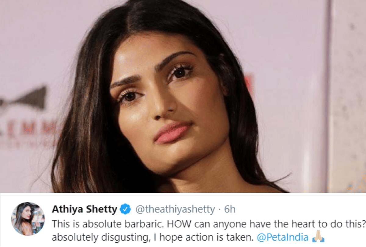 Shraddha Kapoor And Athiya Shetty angry on human Kills a Pregnant Elephant With Firecrackers