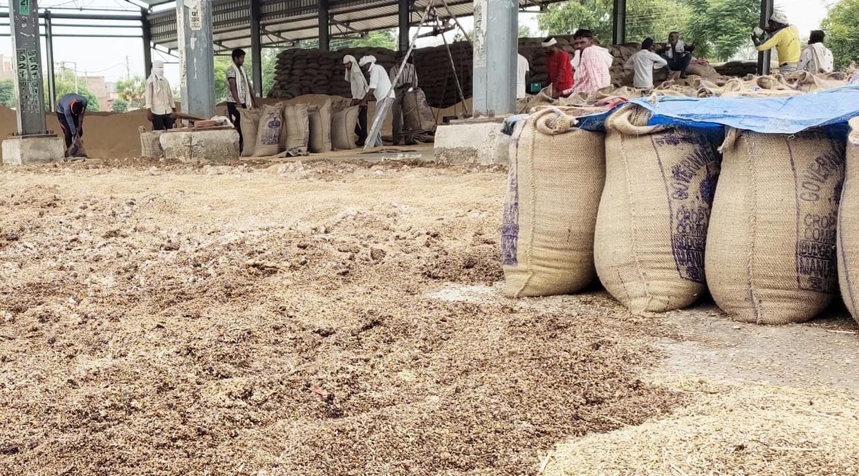 Wheat was damaged in the market of Narwana due to wet rain, the brokers expressed anger