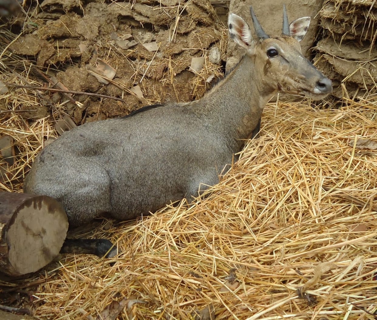 neelgai