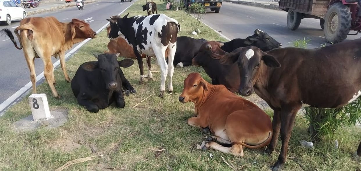 Demand for protection of cow