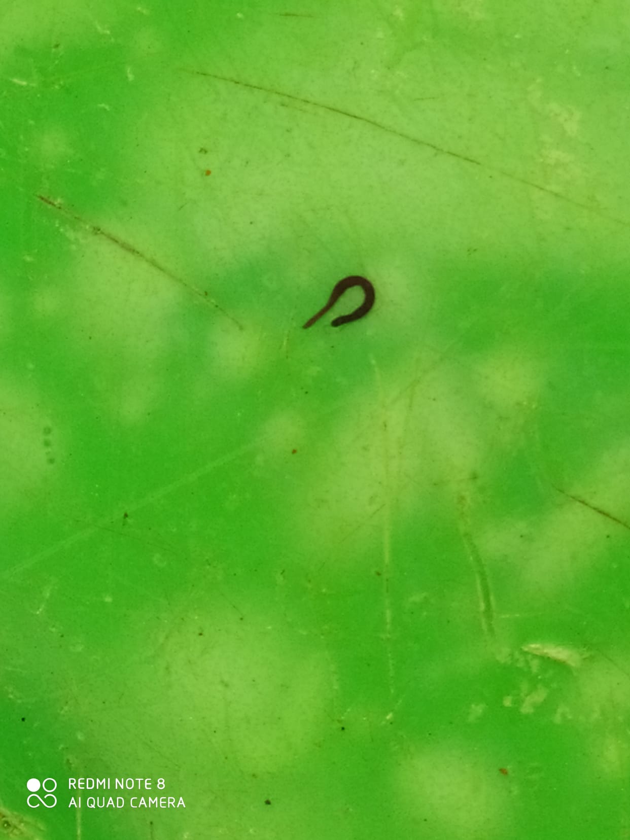 micro insect found in water