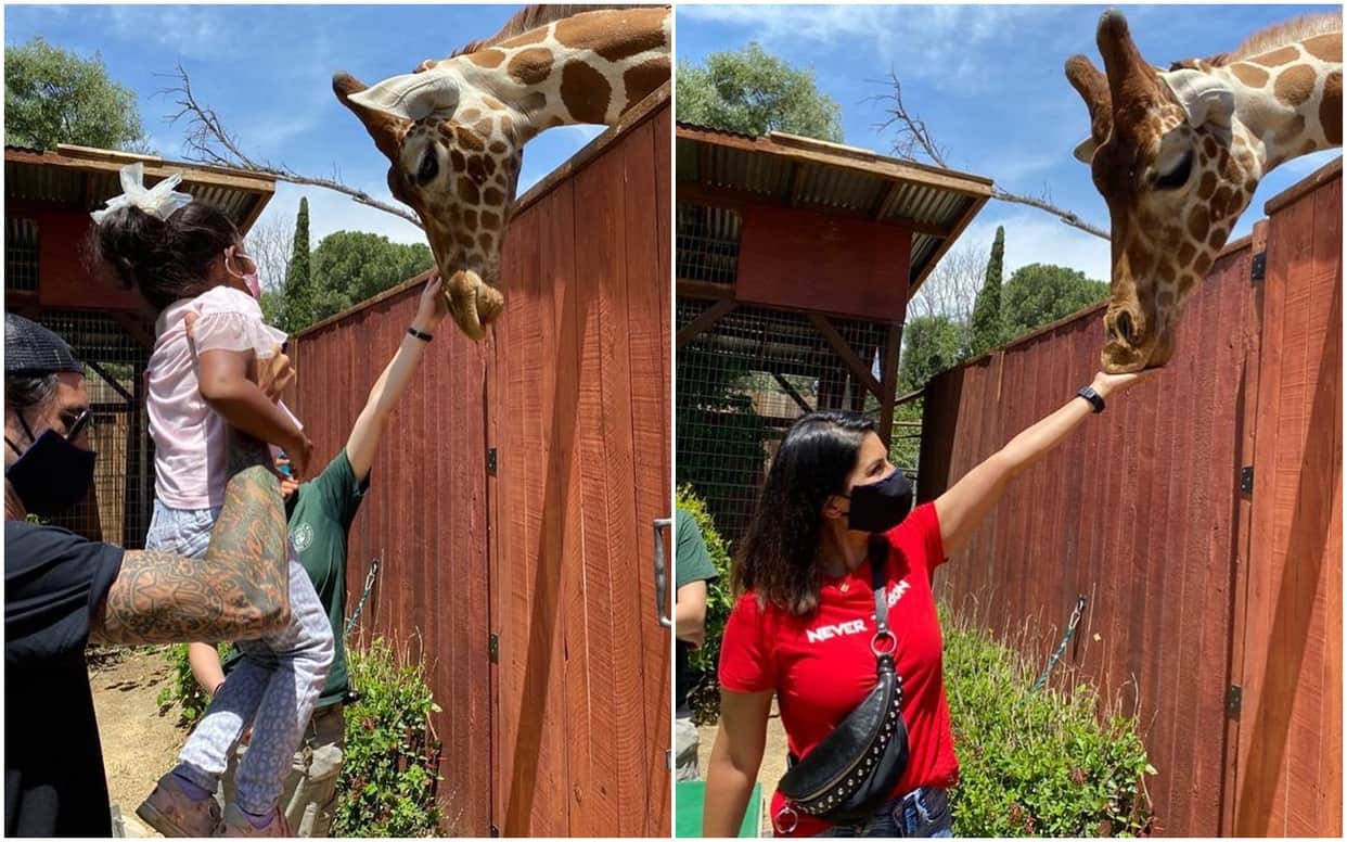 Sunny Leone is seen feeding a giraffe in a new video From Visits Wildlife Centre Los Angeles