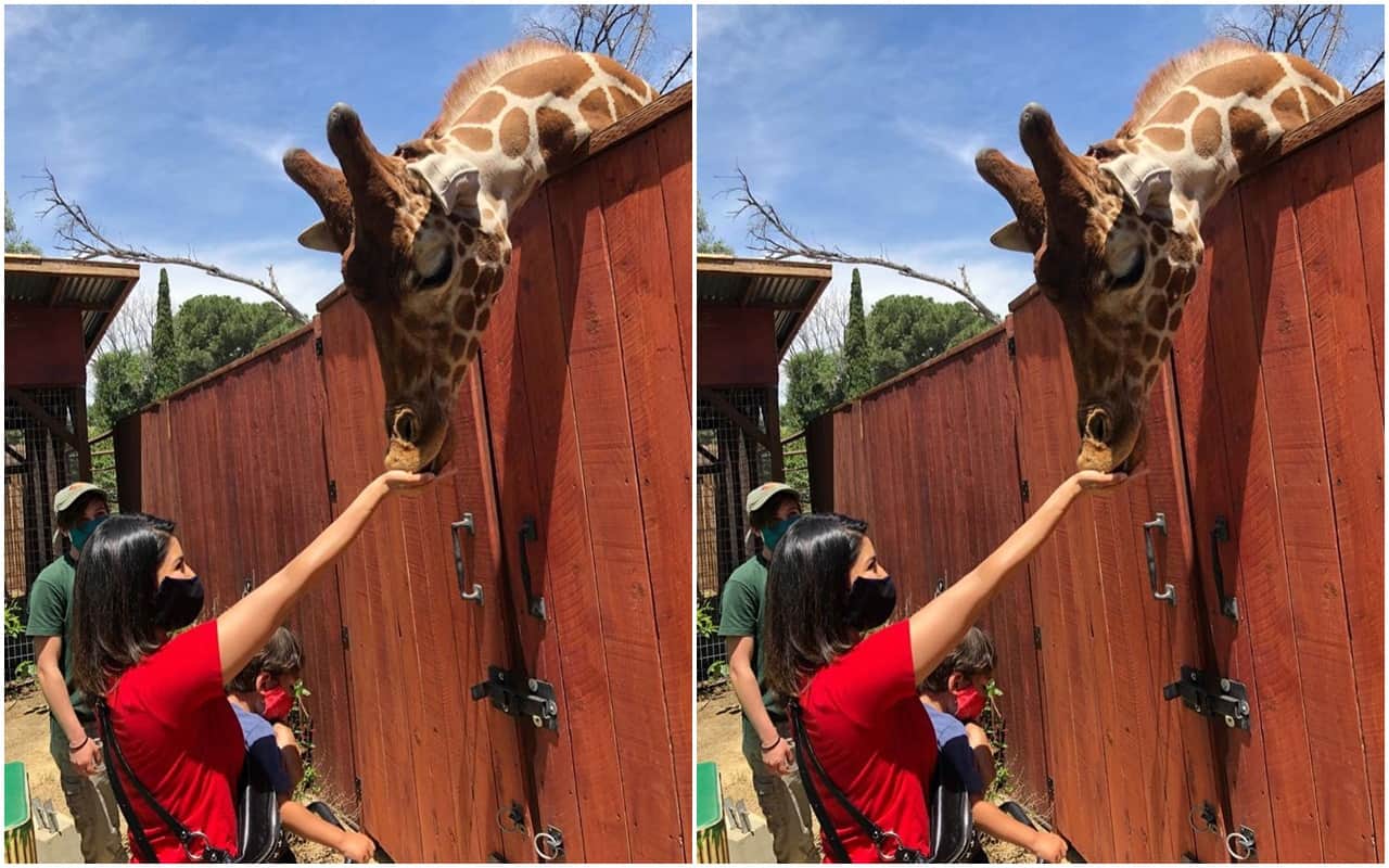 Sunny Leone is seen feeding a giraffe in a new video From Visits Wildlife Centre Los Angeles
