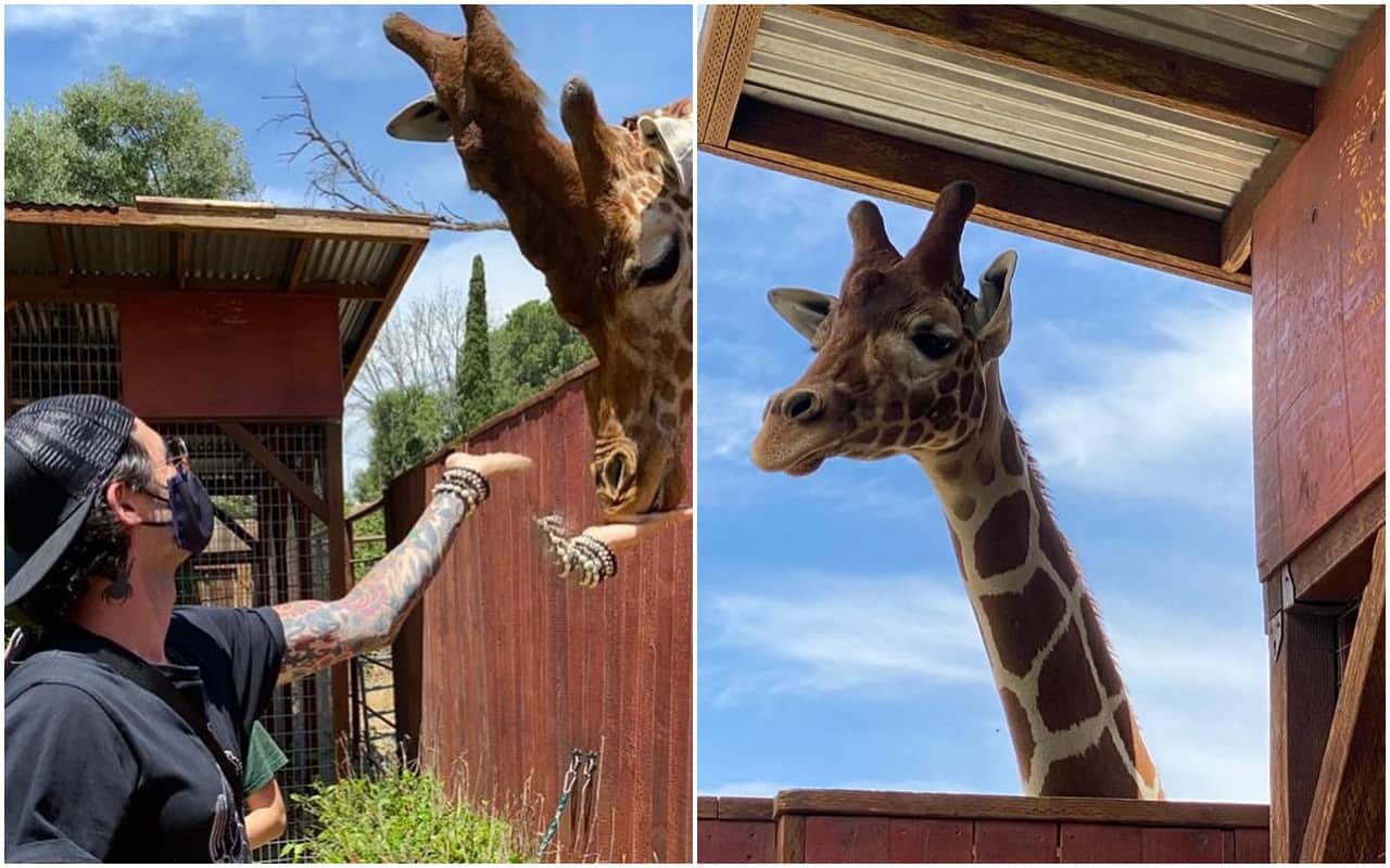 Sunny Leone is seen feeding a giraffe in a new video From Visits Wildlife Centre Los Angeles