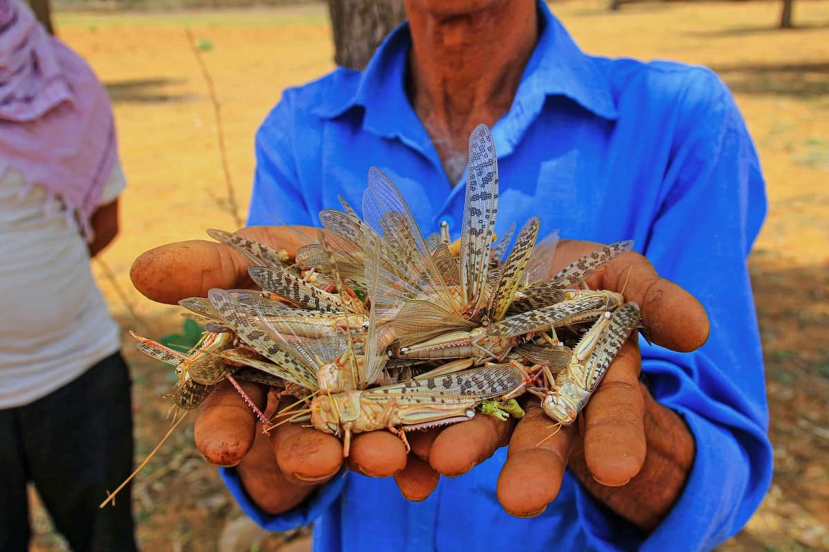 locust swarm attacked in siddharthnagar