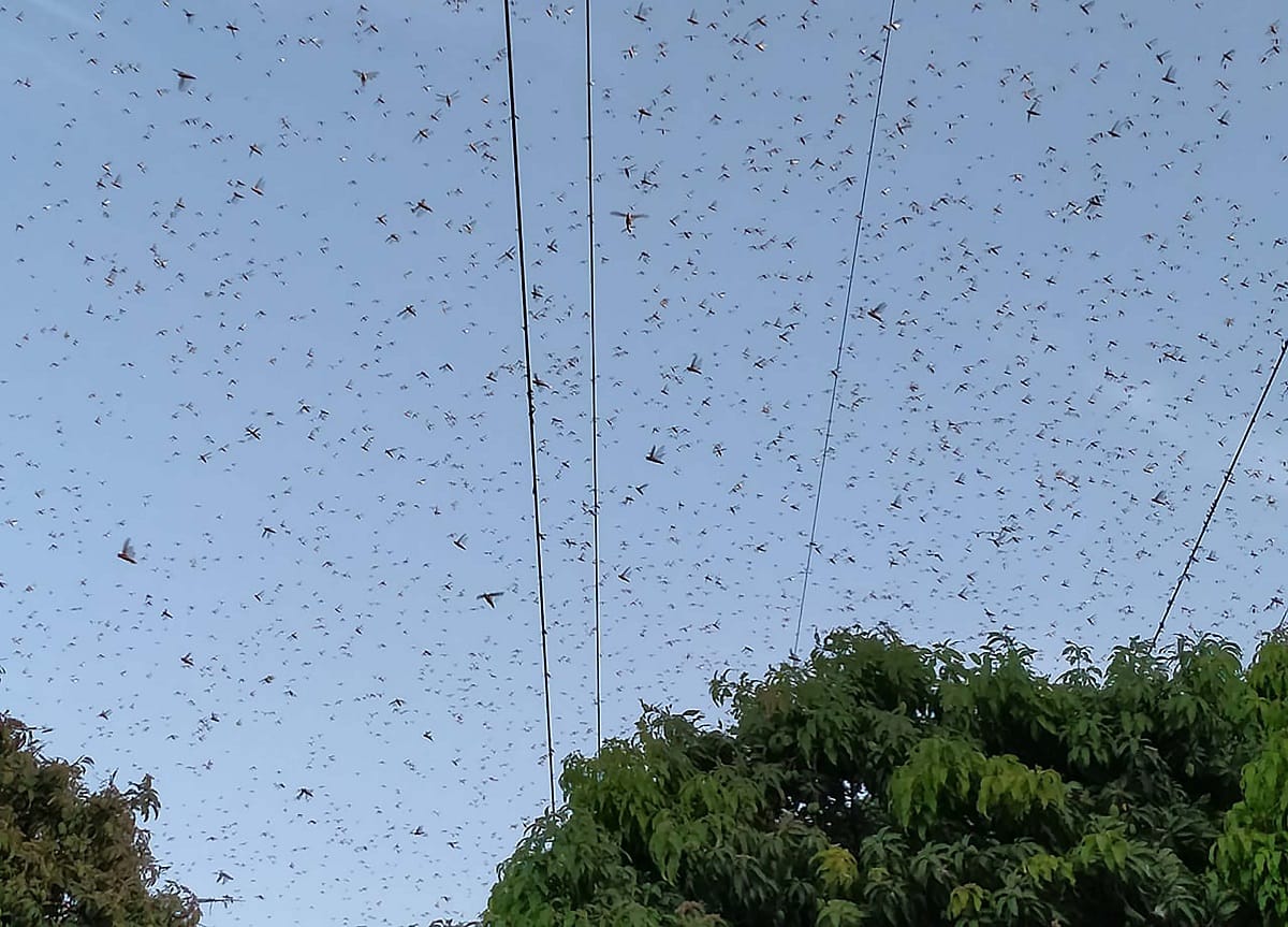 Locust attack in Gorakhpur Administration alert