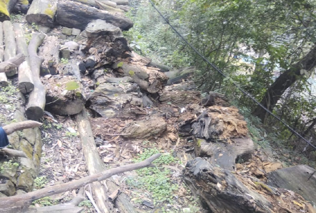 Termite destroyed Hundreds of tons of timber in Sarkaghat, loss to millions of forest corporation