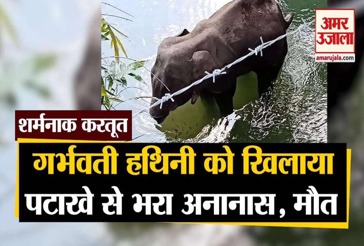 गर्भवती हथिनी