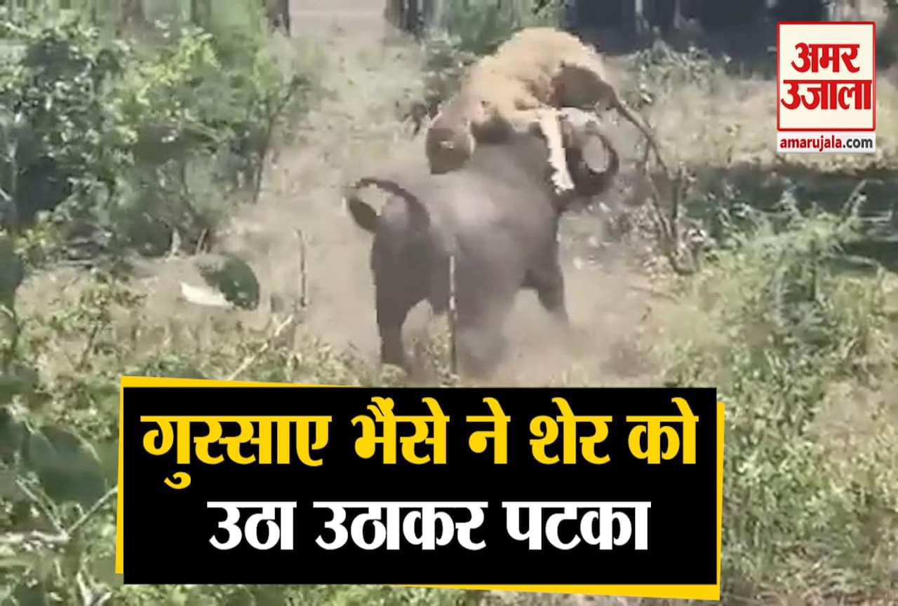 वायरल वीडियो