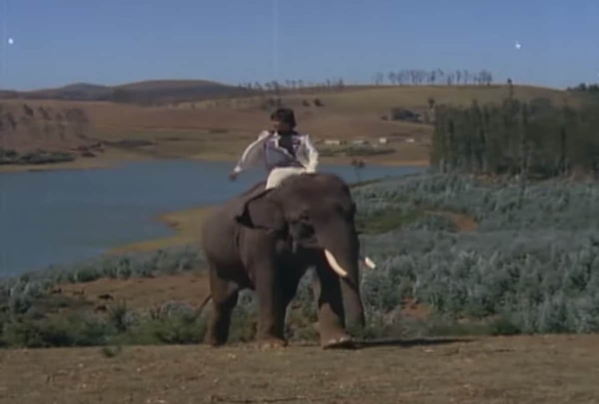Pregnant elephant dies in Kerala bollywood songs based on animals
