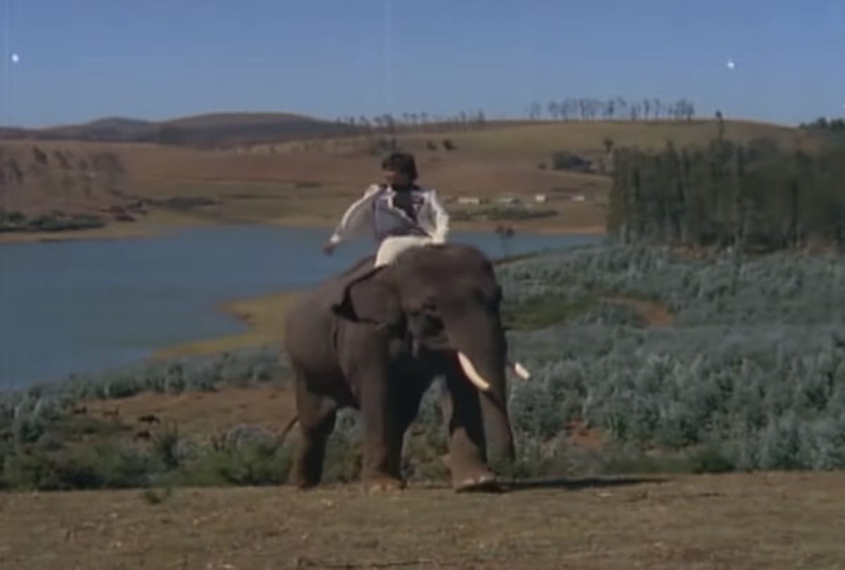 Pregnant elephant dies in Kerala bollywood songs based on animals