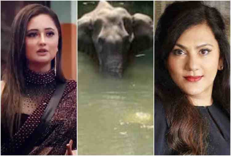 television actors reaction to pregnant elephant death in kerala