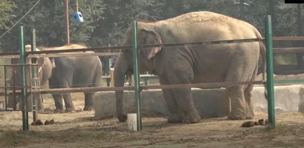 elephants, churmura, rehebiletion, center,  mathura