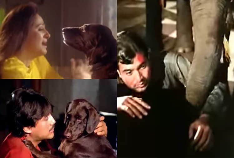 pregnant elephant death these films when animal played important role