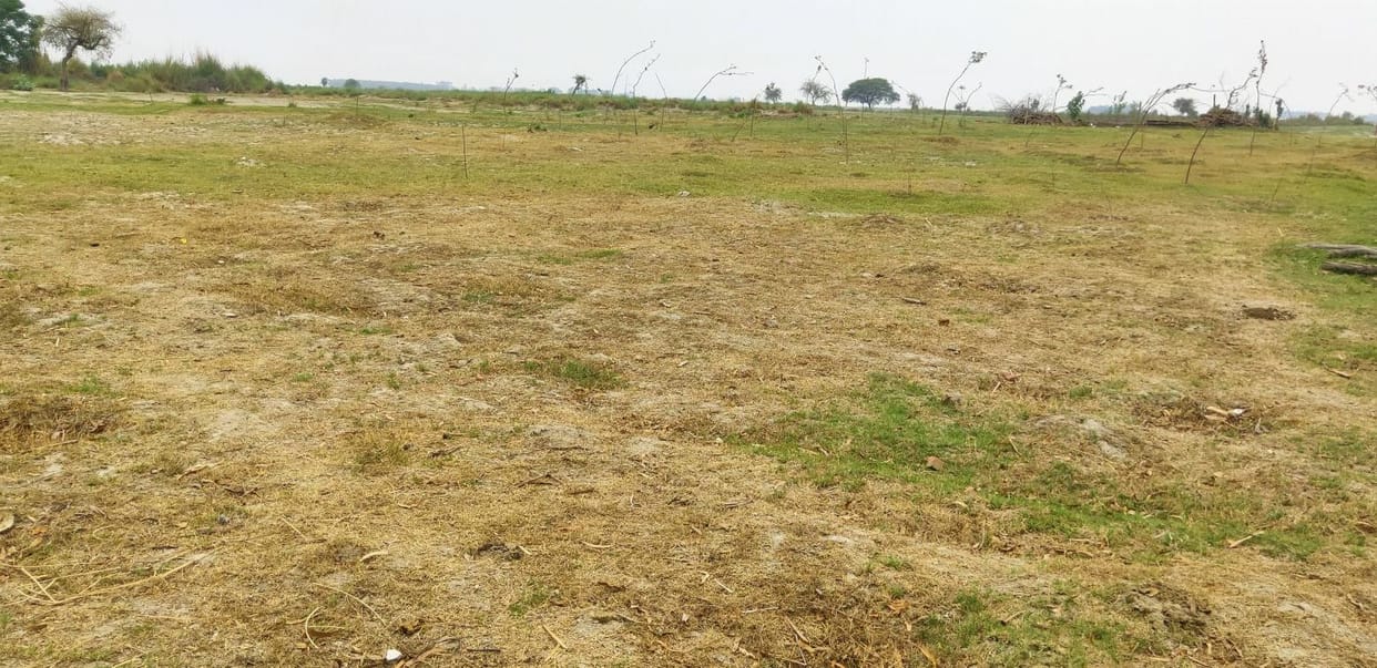 tree are not found in farrukhabad