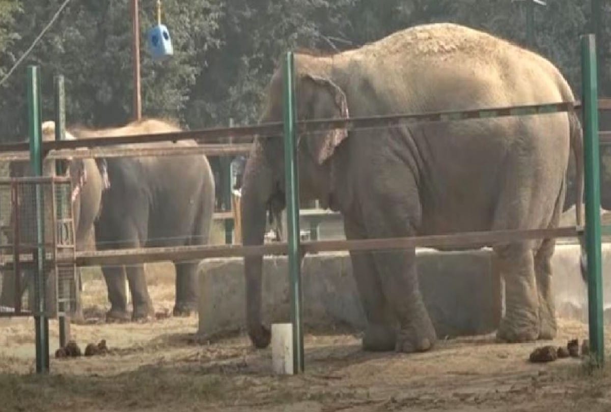 Rescued Elephant Arya Came In Churmura