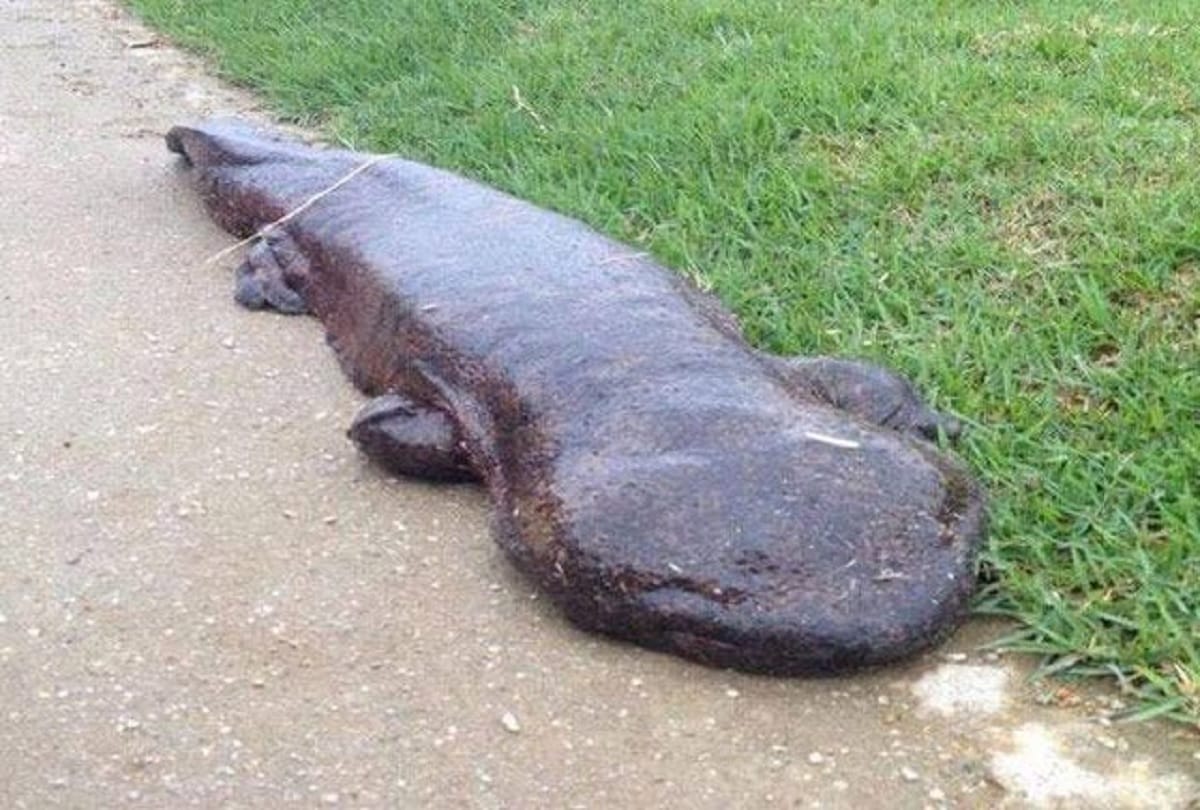 world most rare creature salamander baby dragons live for many years without eating