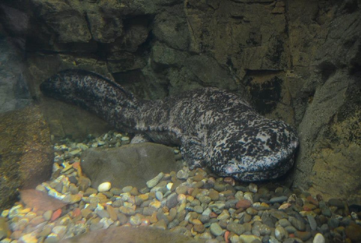 world most rare creature salamander baby dragons live for many years without eating