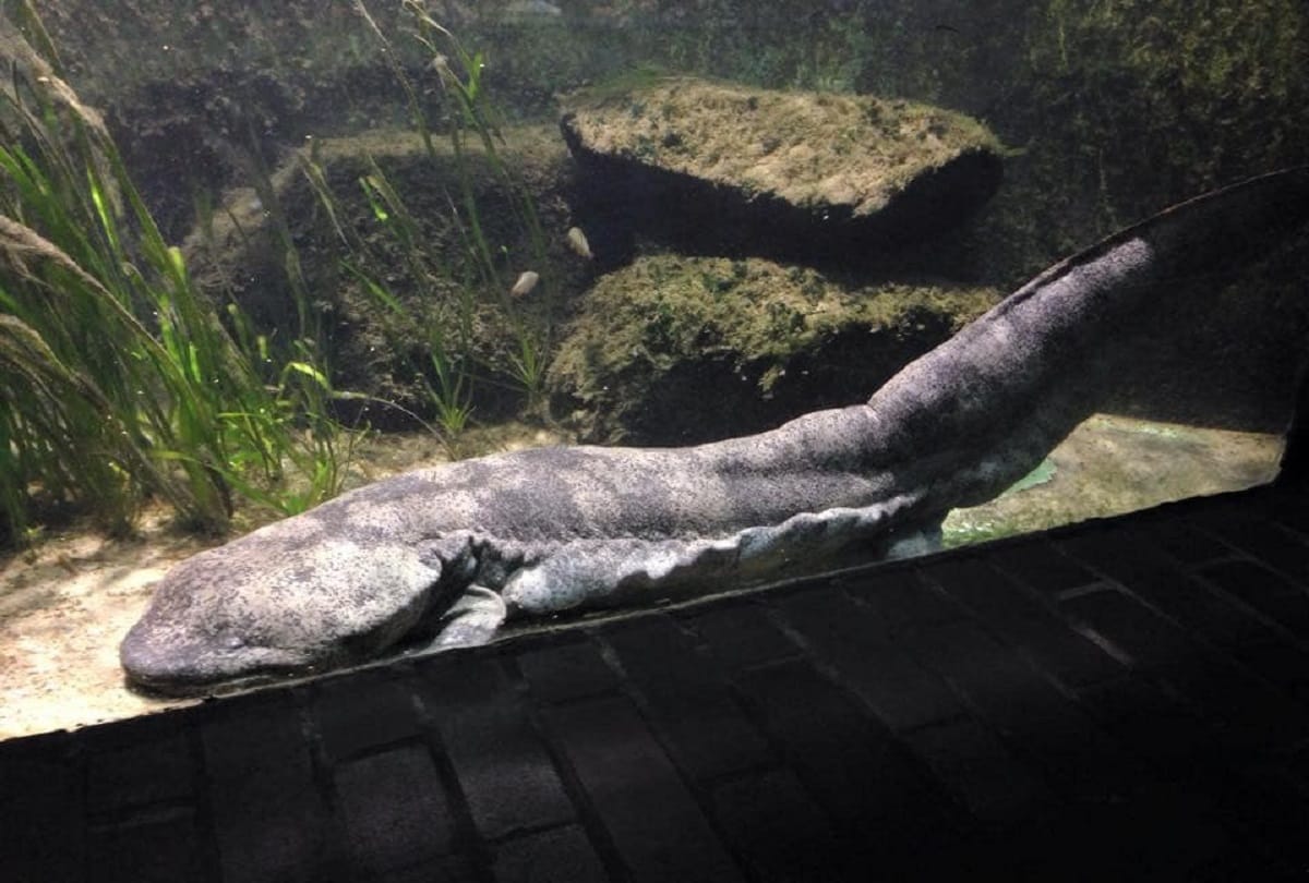 world most rare creature salamander baby dragons live for many years without eating