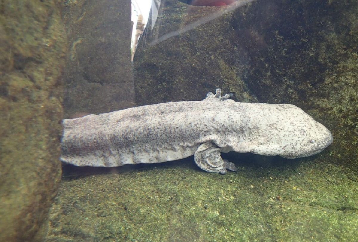 world most rare creature salamander baby dragons live for many years without eating