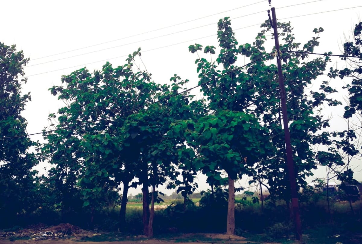 Weather change see latest weather photos after light rain in gorakhpur