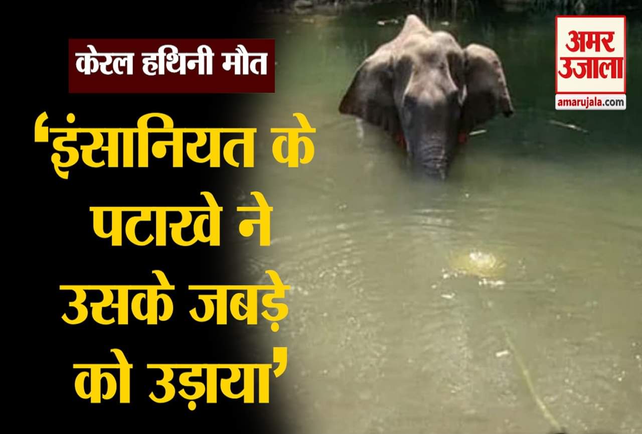 केरल गर्भवती हथिनी