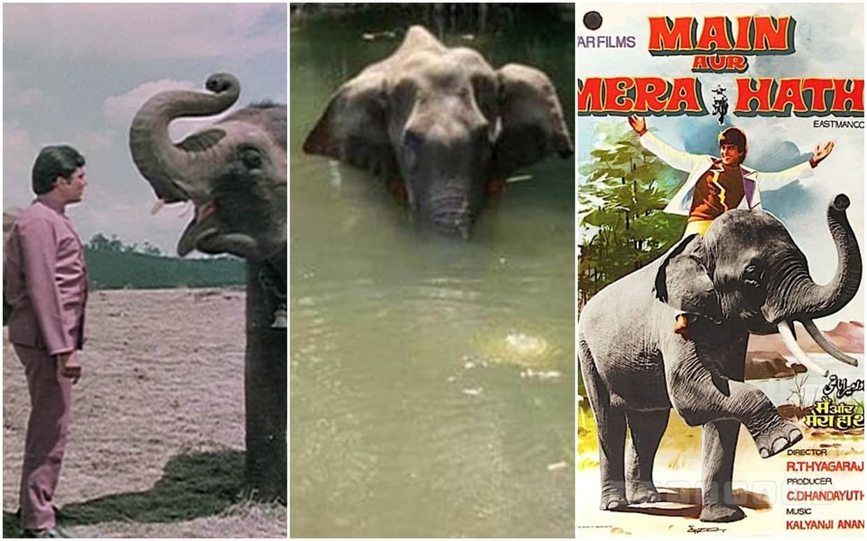 Pregnant elephant dies in Kerala bollywood songs based on animals