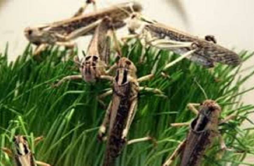 locust attack