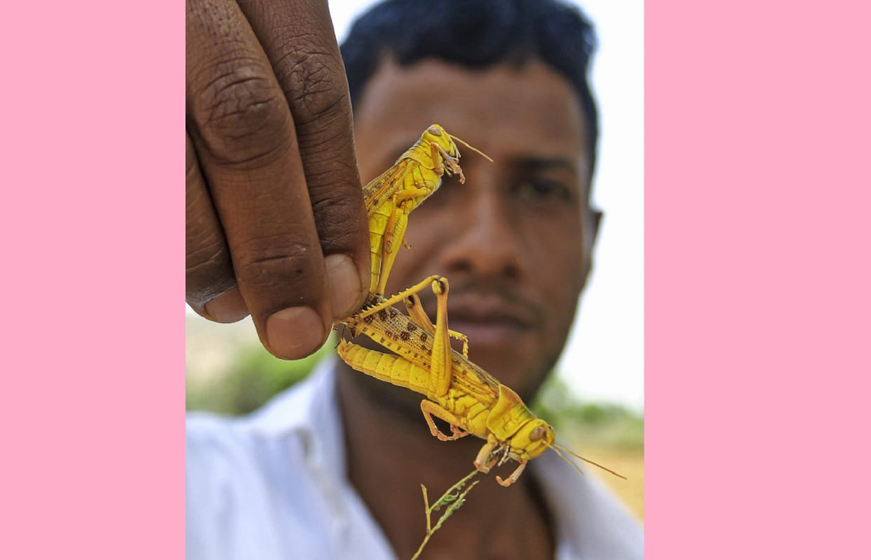 Pakistan News in Hindi: Locust Attack in Pakistan PM Imran Khan Pakistan turns locust attack crisis into an opportunity, PM Imran Khan says catch them and sell chicken keepers