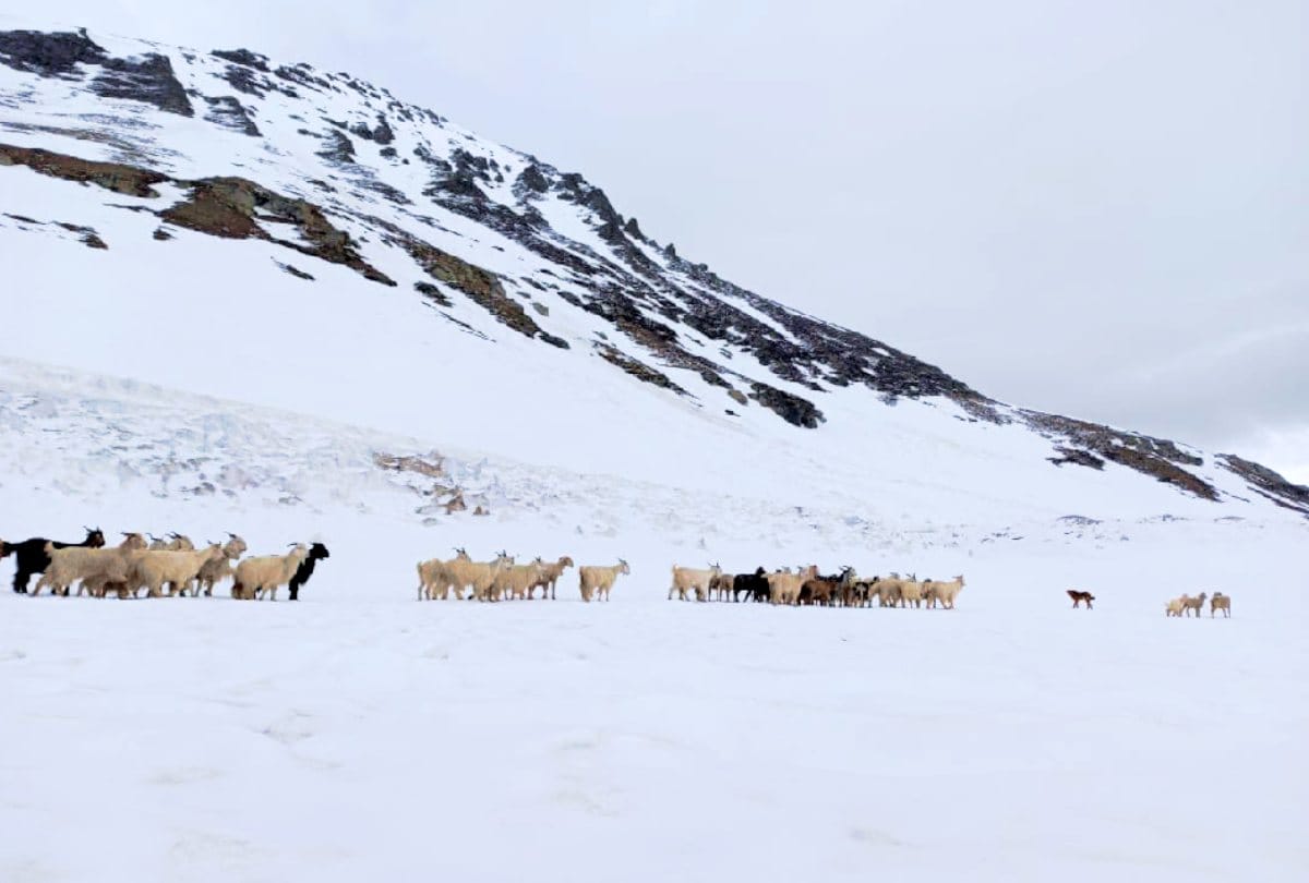 Snowfall in Rohtang, rain in Shimla, Orange alert for two days