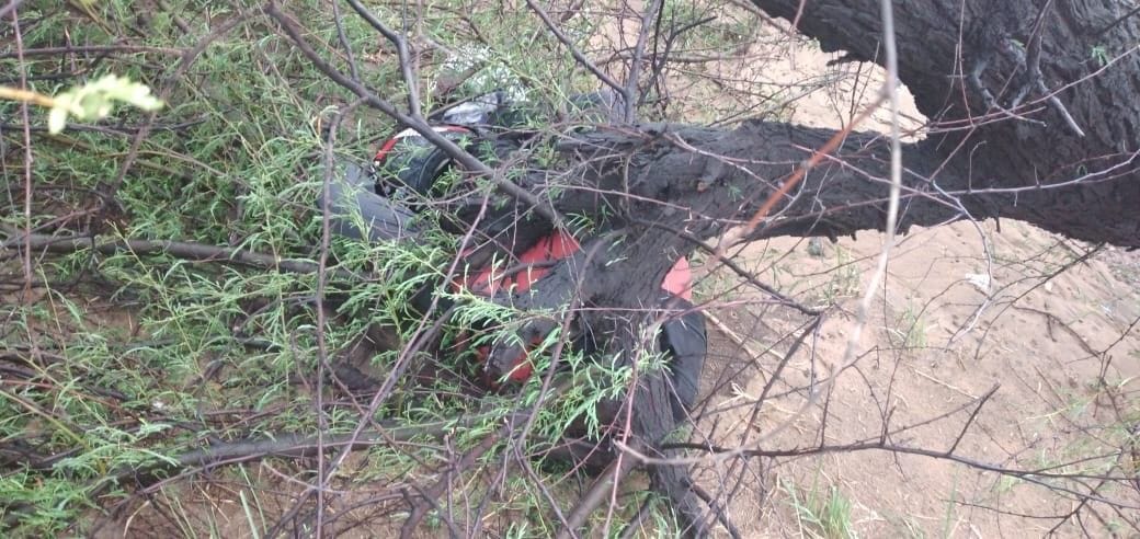A yound man died afer a tree fall on them.