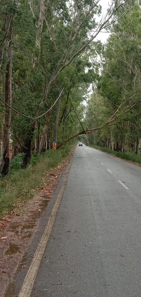 Due to strong winds, trees were broken and stuck on electric wires, car and bike riders survived