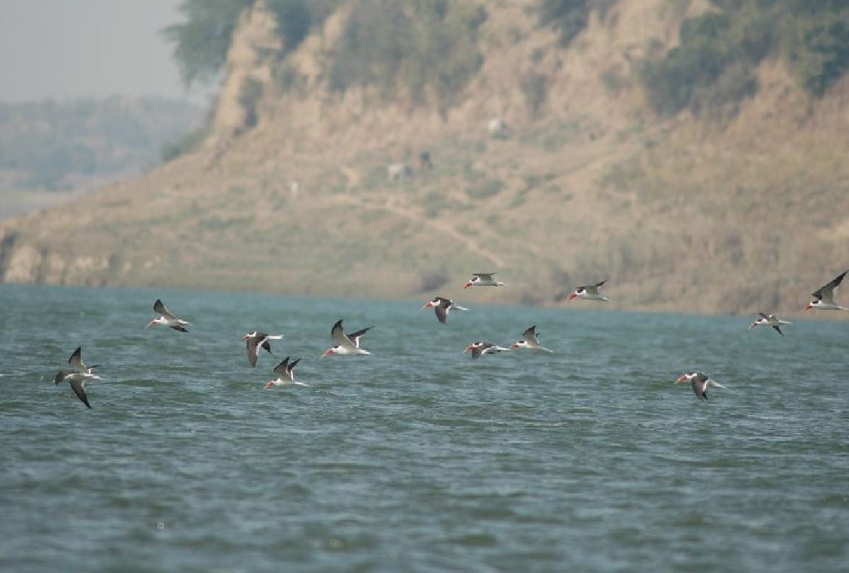 World environment day rattle of rare birds and turtles in Chambal Century