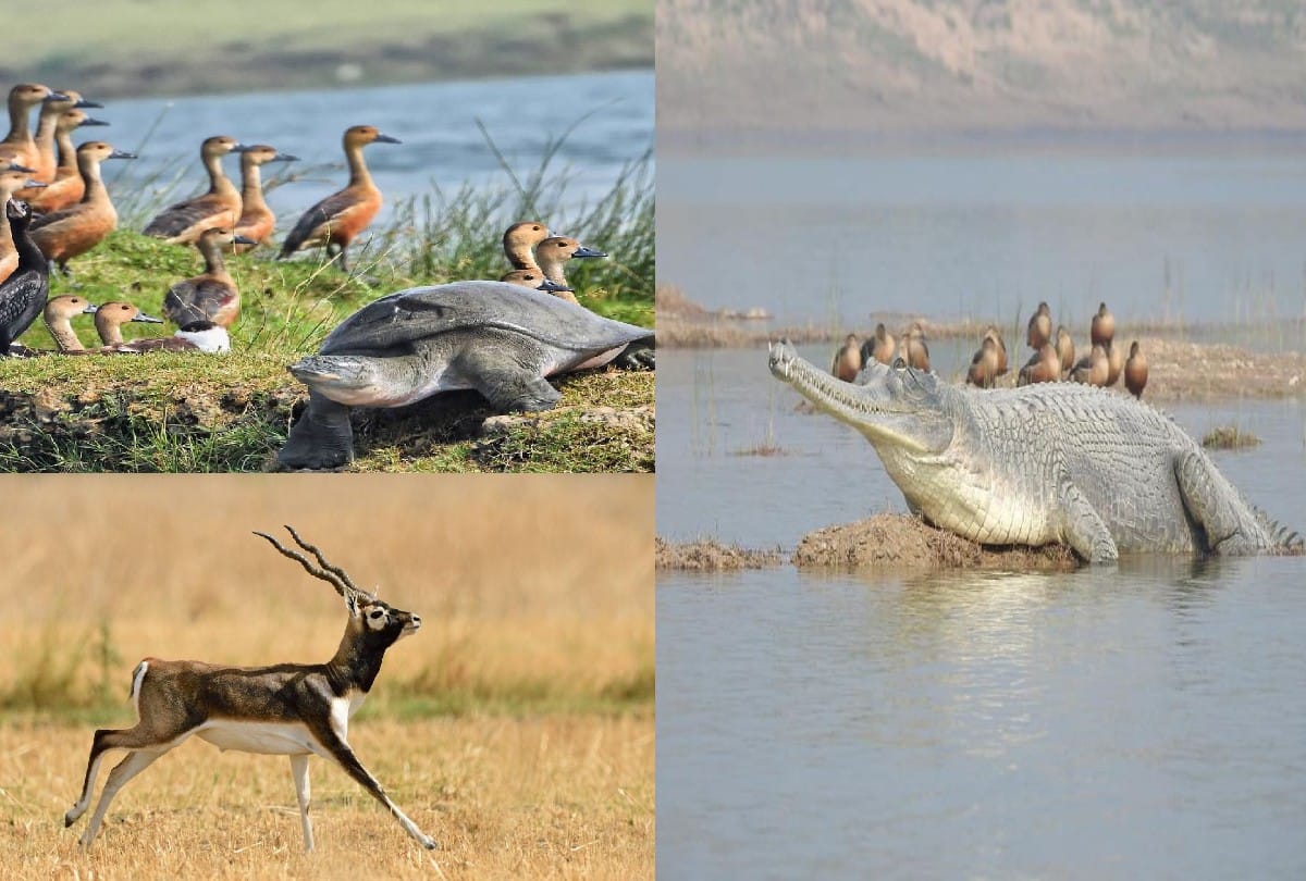 Demoiselle Crane Birds In Chambal