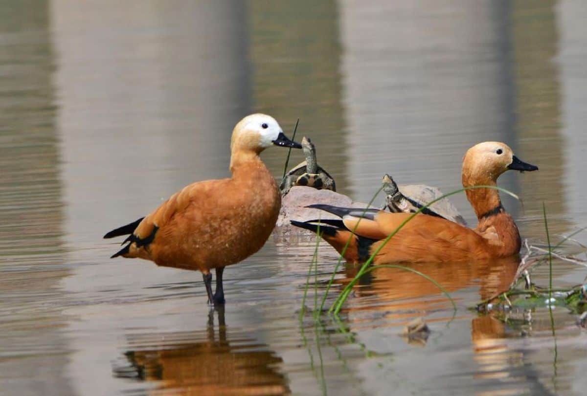 Rare Birds In Chamabal Sanctuary Wild Life News In Hindi