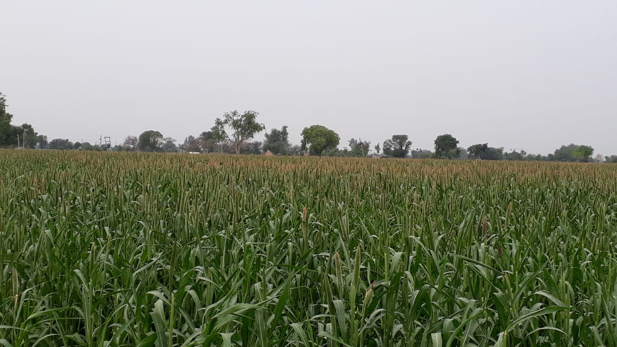 Hathras: rain will benefit paddy if millet is harmed
