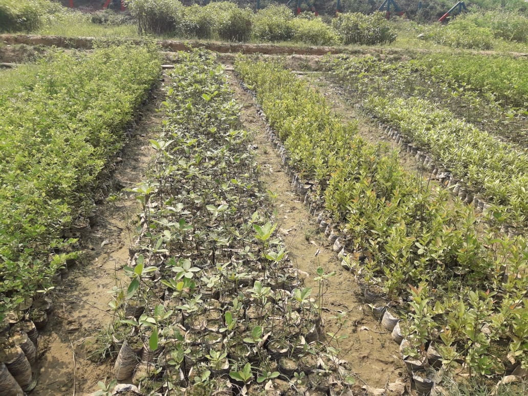One million plants will be planted for environmental protection